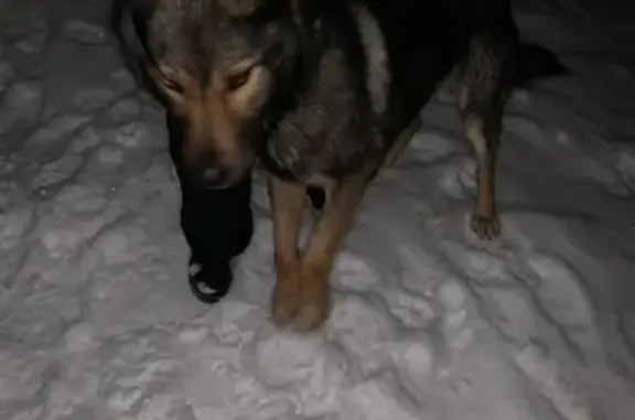 Найдена собака в поселке Просторный, Томск