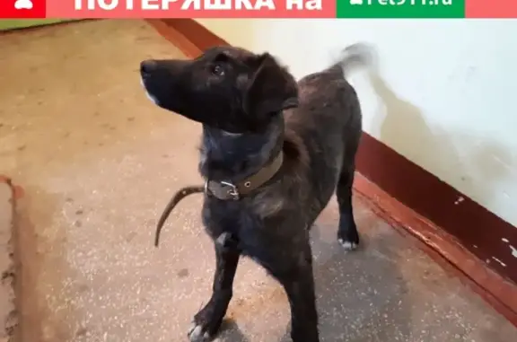 Найдена собака в районе Красномосковской, ищет дом