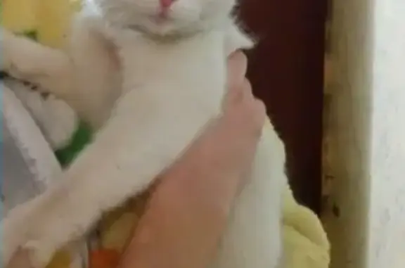 Найдена кошка на Станционной 50 в Кургане