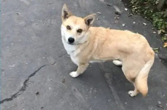 Найдена красивая и ласковая собака в Ногинске!