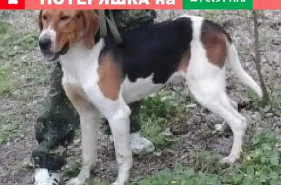 Пропала охотничья собака в районе Екатериновки, Репьёвский район, Воронежская область.