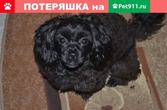 Пропала собака Тоша в Мценске