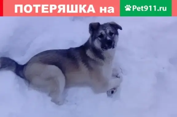 Пропала собака Боня в Пионерской, Краснокаменск