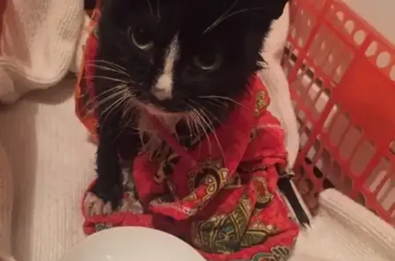 Найден котенок возле Суши wok в Челябинске