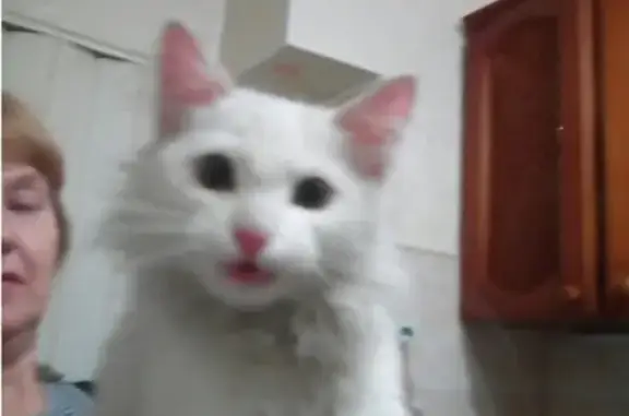 Найден белый котенок на остановке Пехотинцев (Екатеринбург)