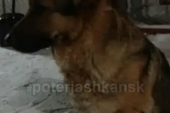 Найдена собака на Колыванском шоссе