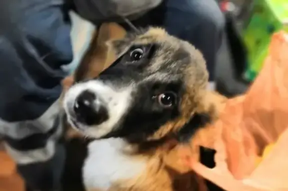 Пропала собака в Аэрофлотском: щенок алабая, 7 мес.