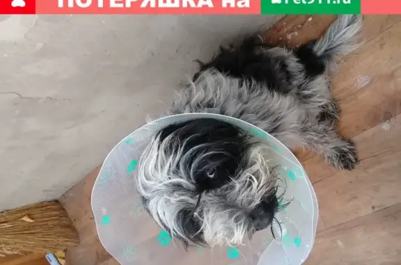 Собака найдена в Камышовом шоссе, Севастополь