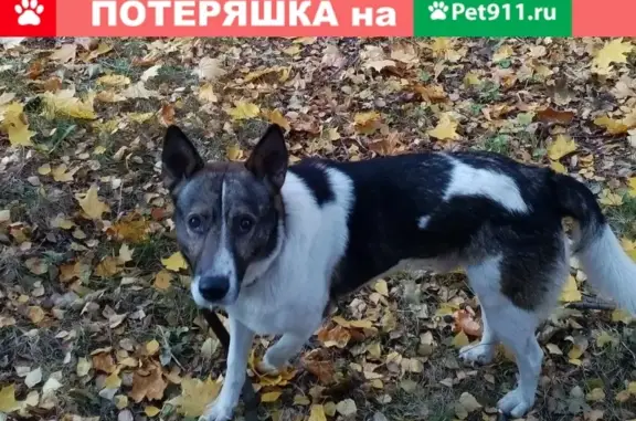 Умный пес на улице Амундсена, Москва.