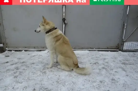 Собаки потеряшки, Двубратское, фото: Потеряшка палево-белая собака в Усть-Лабинском районе Краснодарского края.