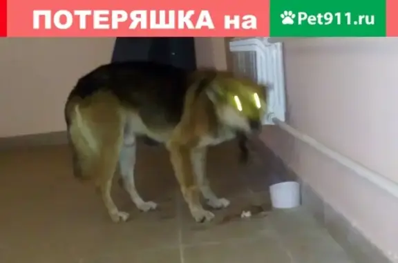 Найдена ласковая собака в Ярославле с кожаным ошейником и карабином