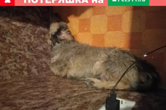 Пропала собака Яшка в Иваново, ул. Герцена