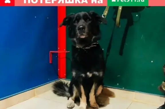 Найден добрый пёс на ул. Петрозаводская, 24к1