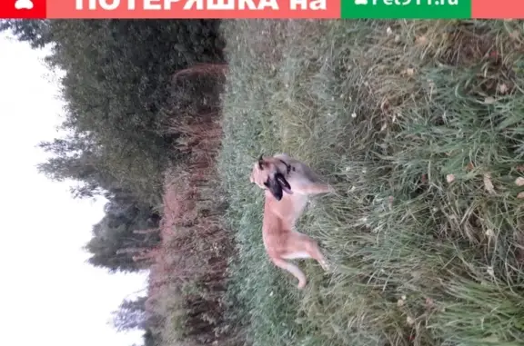 Пропажа собаки в селе Клёново, Москва