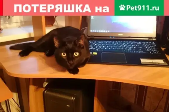 Пропала кошка на пр. Бумажников, Астрахань