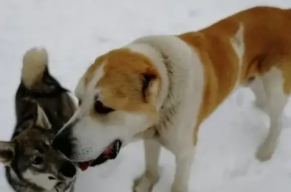 Найдена собака, Демидовское, фото: Собака найдена в коттеджном поселке Улыбка-4, Тульская область.
