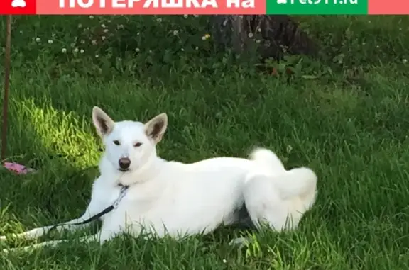 Пропала собака в Александровском районе, Владимирская область