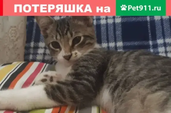 Пропала кошка в Ростове, 3-я Кольцевая 10!