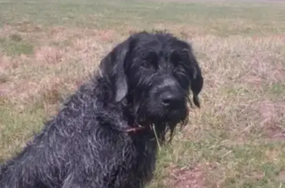 Пропала собака в Новозыбкове, вознаграждение