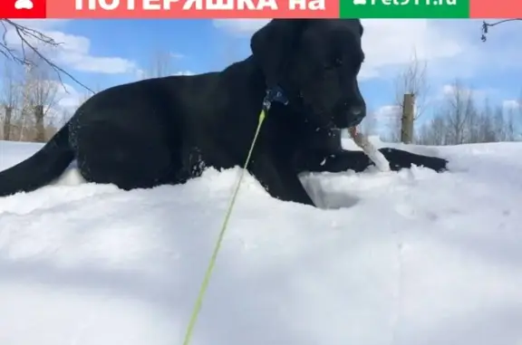 Пропала собака Лаки на пер. Октябрьском, Новосибирская область