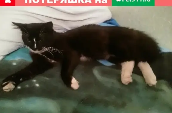 Найдена кошка на 2-й Комсомольской