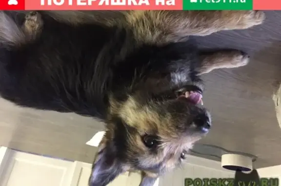 Найдена ласковая собака в Мытищах, нужна помощь
