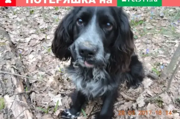 Пропала собака в Белгороде, адрес - Сургутская 53А