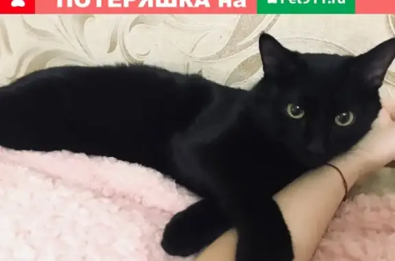 Найдена кошка с белыми опалинами в Тюмени