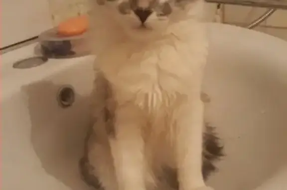 Потерянные животные Курган, фото: Пропала кошка в Кургане, вознаграждение.