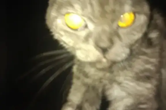 Темно-серая кошка найдена в Иваново