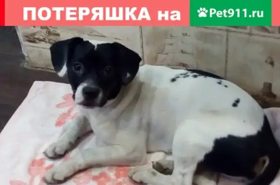 Найдена собака на улице Панфилова, Таганрог