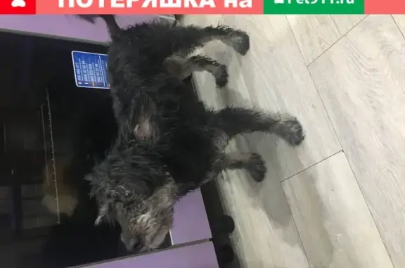 Найдена собака, Москва, фото: Найдена чёрная собака с белым пятном в Восточном Дегунино, Москва