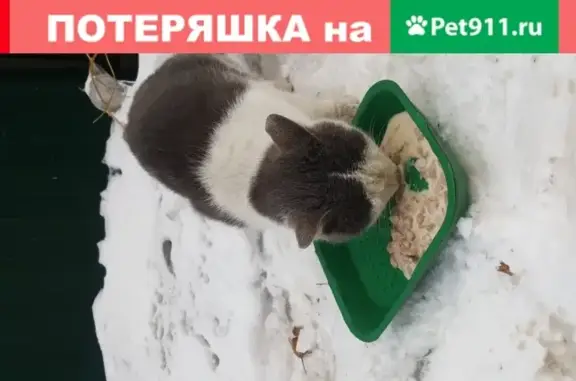 Кошка в подвале, Новокузнецк, Россия