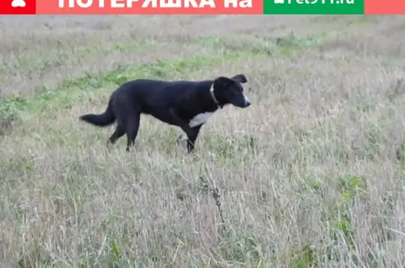 Собаки потеряшки, Мшинское, фото: Потеряшка собака в Лужском районе Ленобласти
