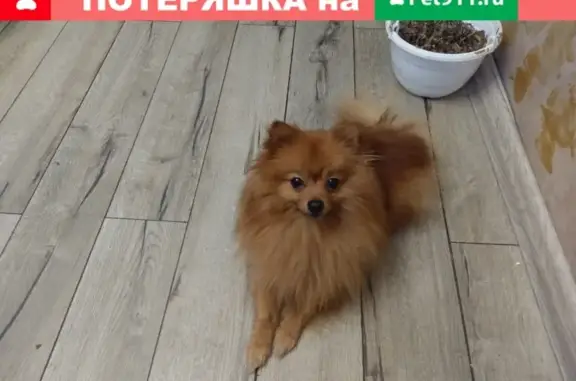 Пропала собака Бакс, район метро Шипиловская, Москва