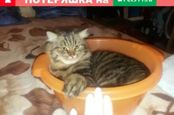 Пропал молодой кот в пос. Борки, Рязанская обл.