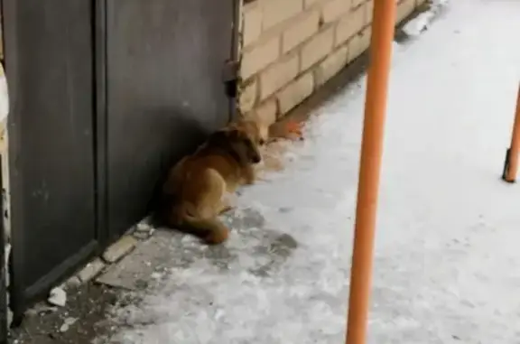 Найдена рыжая собака возле спорткомплекса в Железногорске