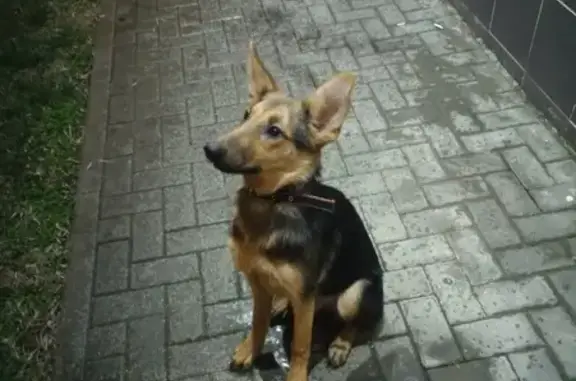 Собака с ошейником на ул. Яна Полуяна, 43