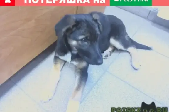 Найден щенок на ул. Мира в Электростали