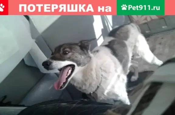 Пропала собака в Обь, Новосибирская обл. - вознаграждение гарантировано!