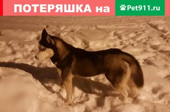 Пропала собака с улицы Чапаева, 35А