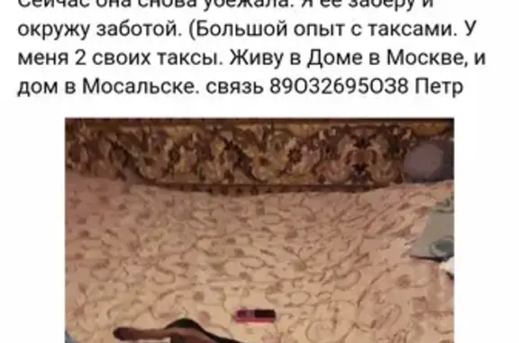 Пропала собака в Мосальске, Черная с рыжим, девочка.