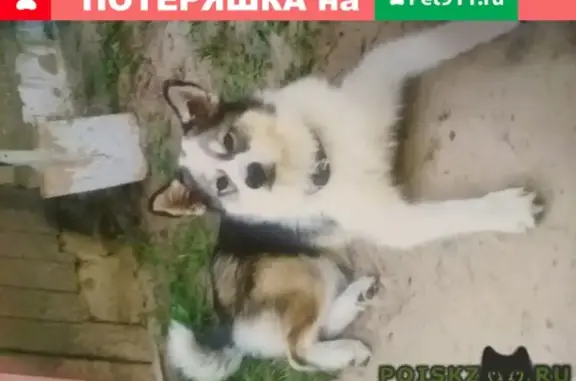 Собаки потеряшки, Толмачёвское, фото: Потеряшка собака в лесу около деревни Ситенка