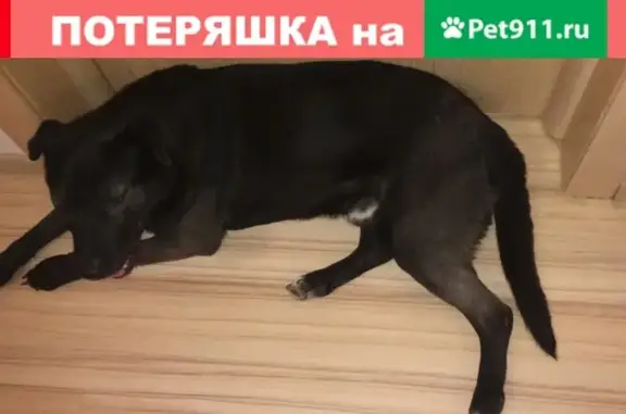 Найдена собака у метро Партизанская