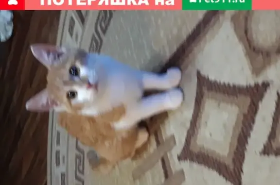 Найдена кошка в Балаково, приучена к туалету