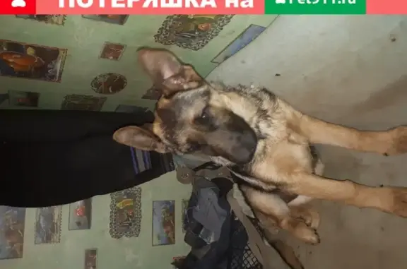 Пропала собака в Саратове на Белоглинской, 5 мес. девочка (41 символ)