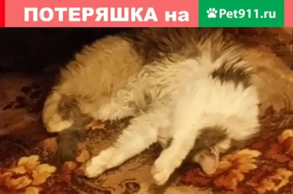 Кошка найдена на проспекте Станке Димитрова, 3 в Брянске