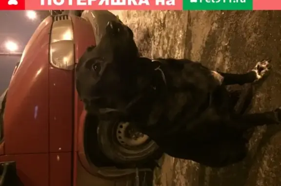 Собака найдена на ул. Будапештская, Купчино