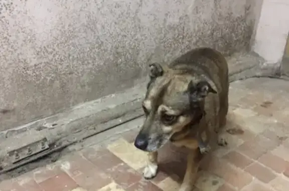 Найдена собака в Смоленске