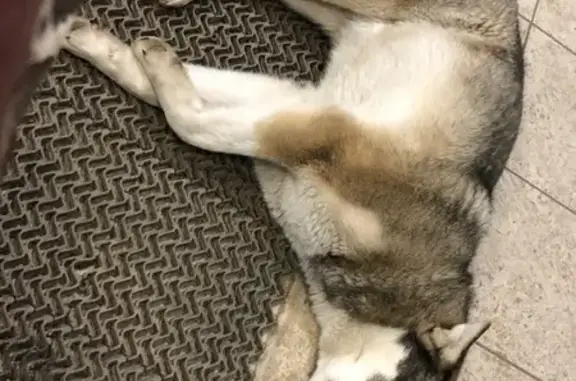 Найдена собака в Электростали, контактная и упитанная